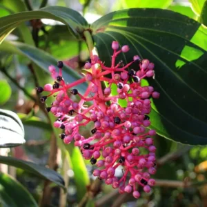 4 Medinilla Plants – Live plant – Indoor – Exotic flowering houseplant - Image 3