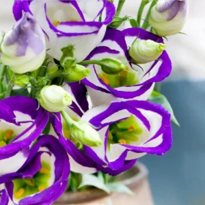 Lisianthus Solo Blue Picotee Live Plant Plug Starter 1-3 Inch