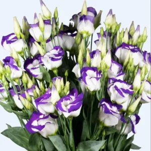 Lisianthus Solo Blue Picotee Live Plant Plug Starter 1-3 Inch