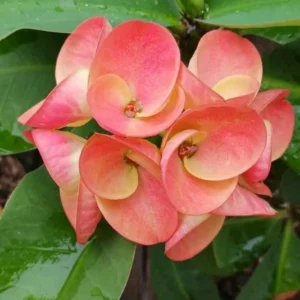 Pink Salmon Crown of Thorns Plant Live - 5-8
