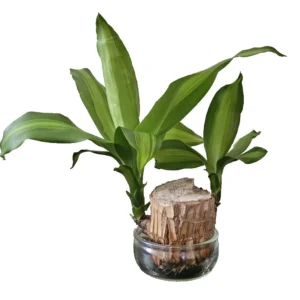 Lucky Fortune Hydroponic Corn Plant for Indoor Outdoor (Wood no buds 1 to 2 ft Tall) - Image 7