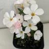 White Flower Oxalis Live Starter Plant - 4 inch Potted Home Garden Oxalis
