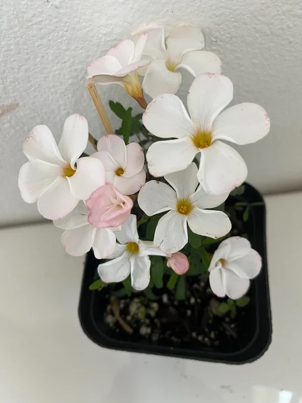 White Flower Oxalis Live Starter Plant - 4 inch Potted Home Garden Oxalis