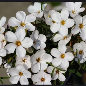 White Flower Oxalis Live Starter Plant - 4 inch Potted Home Garden Oxalis