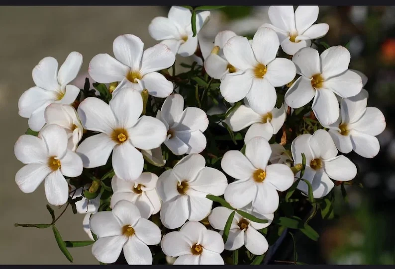 White Flower Oxalis Live Starter Plant - 4 inch Potted Home Garden Oxalis