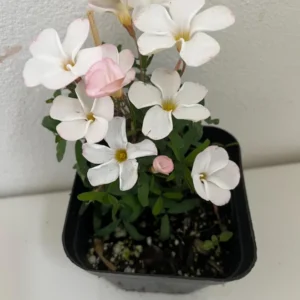 White Flower Oxalis Live Starter Plant - 4 inch Potted Home Garden Oxalis