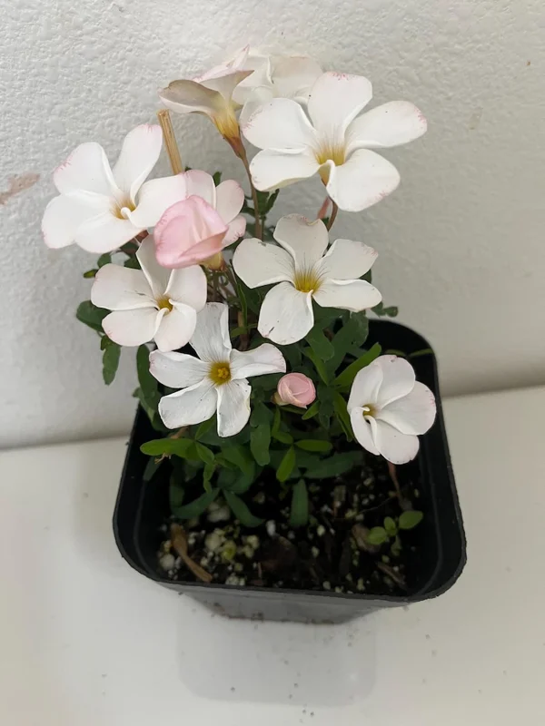 White Flower Oxalis Live Starter Plant - 4 inch Potted Home Garden Oxalis