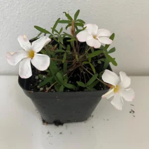 White Flower Oxalis Live Starter Plant - 4 inch Potted Home Garden Oxalis