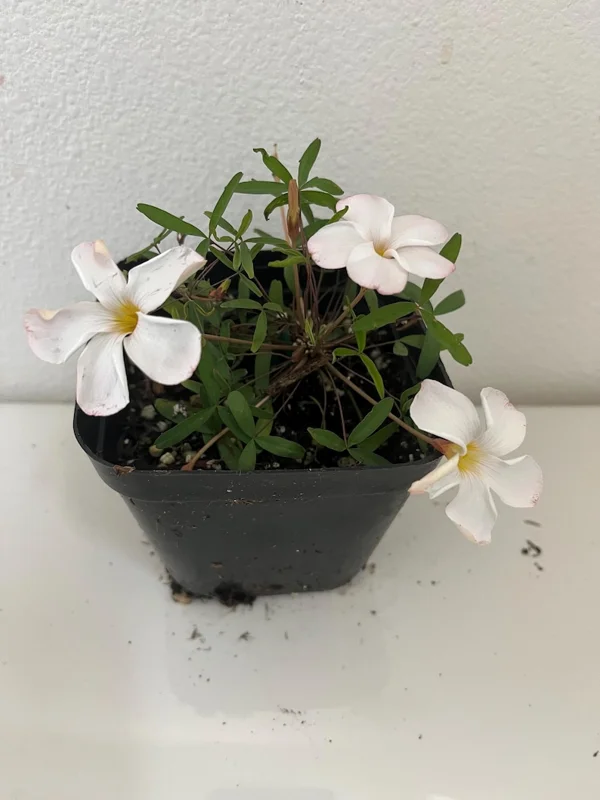 White Flower Oxalis Live Starter Plant - 4 inch Potted Home Garden Oxalis