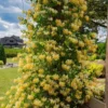 White Yellow Honeysuckle Plant Live Vine - Fragrant Climbing Perennial, 5-9 Inches