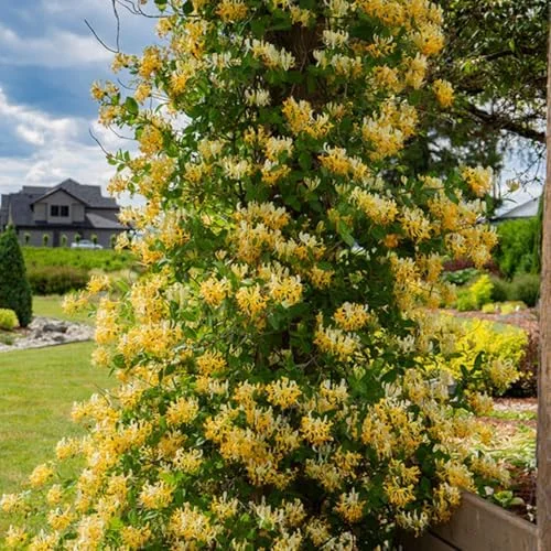 White Yellow Honeysuckle Plant Live Vine - Fragrant Climbing Perennial, 5-9 Inches