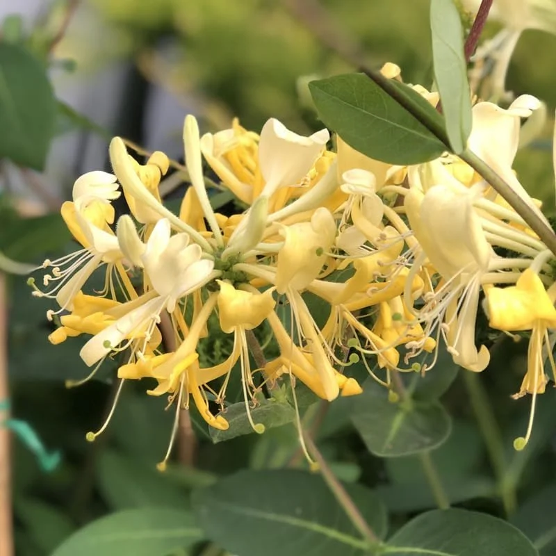White Yellow Honeysuckle Plant Live Vine - Fragrant Climbing Perennial, 5-9 Inches