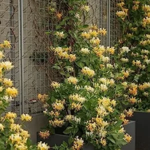 White Yellow Honeysuckle Plant Live Vine - Fragrant Climbing Perennial, 5-9 Inches