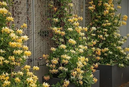 White Yellow Honeysuckle Plant Live Vine - Fragrant Climbing Perennial, 5-9 Inches