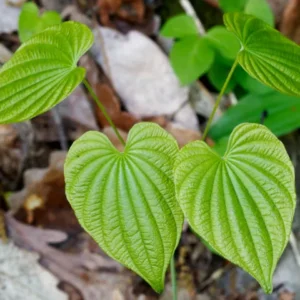 10 Wild Yam Plants Bare Root Dioscorea Organic Vine Bulbs Wildflower