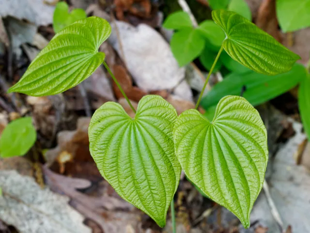10 Wild Yam Plants Bare Root Dioscorea Organic Vine Bulbs Wildflower