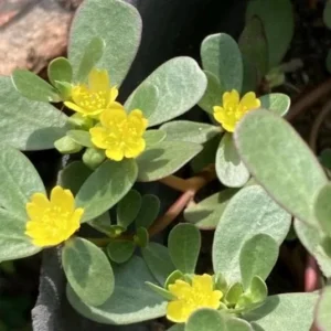 Purslane Live Plant – Edible Succulent – Live Plant – Indoor/Outdoor - Image 7
