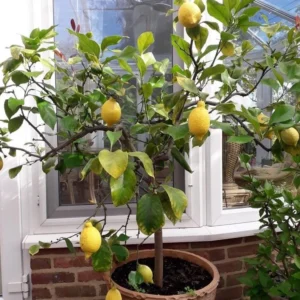 Meyer Lemon Tree Live Plant – Citrus Starter Plant – 2-4” Tall – 4 Inch Pot – Outdoor - Image 7