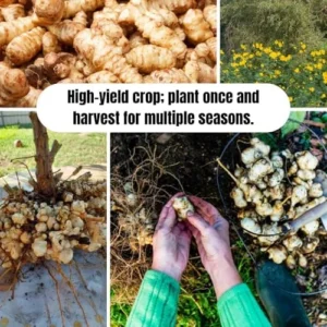 Jerusalem Artichoke Live Tubers - Sunchoke Bulbs for Planting - 2 Lb Vegetable Plant Garden