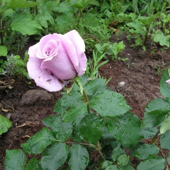 Rose Plant Live – Purple Rose Bush – Live Plant – 4-7" Height – Outdoor - Image 2