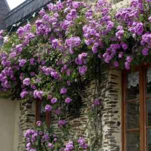 Rose Plant Live – Purple Rose Bush – Live Plant – 4-7