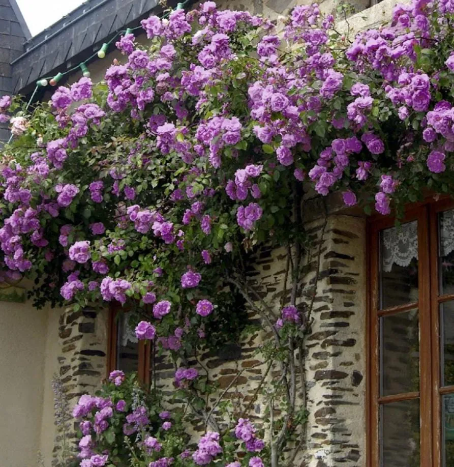 Rose Plant Live – Purple Rose Bush – Live Plant – 4-7" Height – Outdoor - Image 8