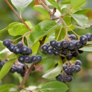 Black Chokeberry Plant in Pot, 8 Inch Tall, Edible Aronia Berry Plant Shrub for Planting, Dormant in Winter
