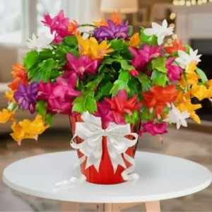 1 Thanksgiving Christmas Cactus Plants Live in 4