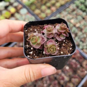 Sedum Spurium 'Dragon's Blood' Succulent Plant 2 Inch - Multicolor Garden Decor