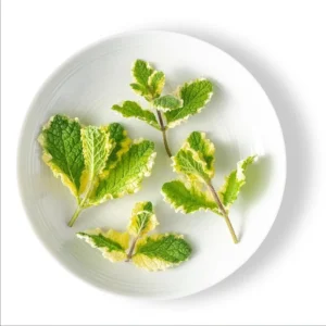 1 Pot (1 Clump) of Pineapple Mint Herb Live Starter Plant for Planting, Fragrant Mint Bush Garden Mints Plant, 4