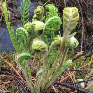 5 Cinamon Ferns Roots Outdoor Indoor, Live Ferns Rhizomes for Outdoors, 3 to 5 Inc Tall for Gardening