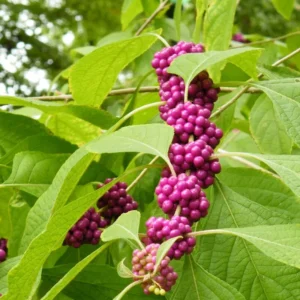 American Beautyberry Plant – Live plant – Hardy ornamental shrub – Outdoor - Image 2