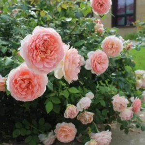 Apricot-Light Pink Rose Flower Plant – Live plant – 4 to 6 Inch Tall – Outdoor - Image 7