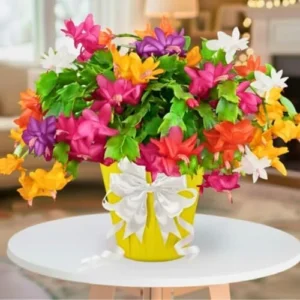 1 Thanksgiving Christmas Cactus Plants Live in 4