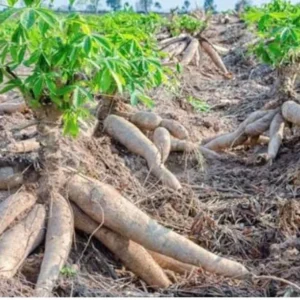 Yuca Cassava Cuttings (Manihot esculenta) - 5 to 8 Inch Long, 20 Cuttings