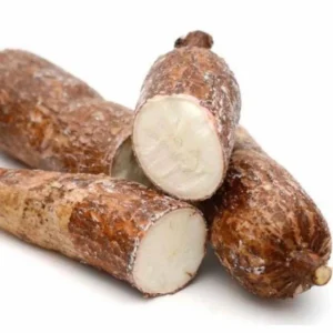 Yuca Cassava Cuttings (Manihot esculenta) - 5 to 8 Inch Long, 20 Cuttings