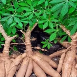 Yuca Cassava Cuttings (Manihot esculenta) - 5 to 8 Inch Long, 20 Cuttings