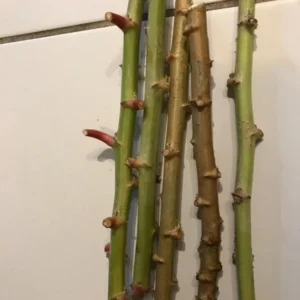 Yuca Cassava Cuttings (Manihot esculenta) - 5 to 8 Inch Long, 20 Cuttings