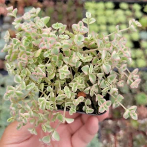 Sedum 'Little Missy' Succulent Plant 2 Inch for Home Office Garden Decor