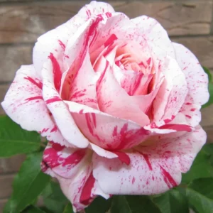Scentimental Stripe Rose Plant – Live plant – 4-6 inches tall – Indoor/Outdoor - Image 1