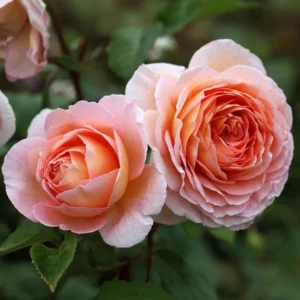 Apricot-Light Pink Rose Flower Plant – Live plant – 4 to 6 Inch Tall – Outdoor - Image 2