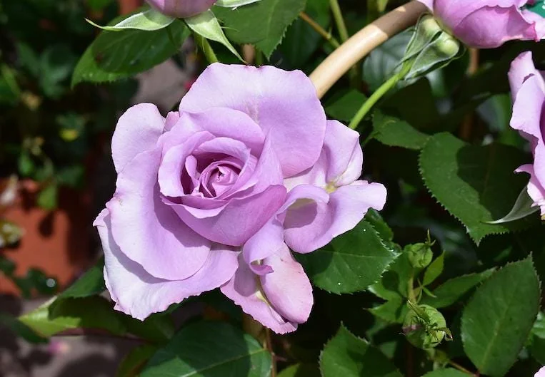 Rose Plant Live – Purple Rose Bush – Live Plant – 4-7" Height – Outdoor - Image 7