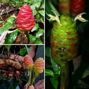 Shampoo Ginger Rhizomes - 4 Zingiber Zerumbet Red Ginger Lily Bulbs Edible Roots - 1 Year Old Planting Roots