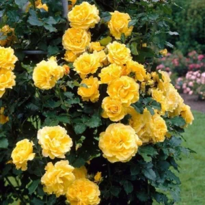 Yellow Climbing Rose Bush – Live Plant – 4 to 10 Inches Tall – Outdoor - Image 2