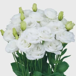Lisianthus Rosita White III Plug Live Starter Plant - 1-3 Inch Healthy Plug