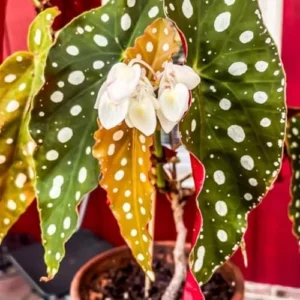 Begonia Plant Live Starter - 5-9 Inch Tall - Indoor Growing - Hanging Basket