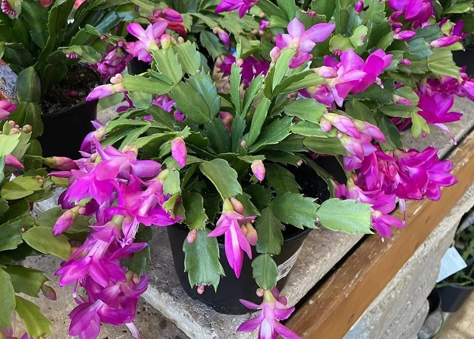 Purple Christmas Cactus Live Plant – Holiday Cactus – 2" Pot – Indoor/Outdoor - Image 5