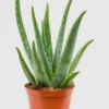 Aloe Vera Live Plant – Indoor Succulent – 4 Inch Potted – Low Maintenance - Image 1