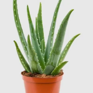 Aloe Vera Live Plant – Indoor Succulent – 4 Inch Potted – Low Maintenance - Image 1
