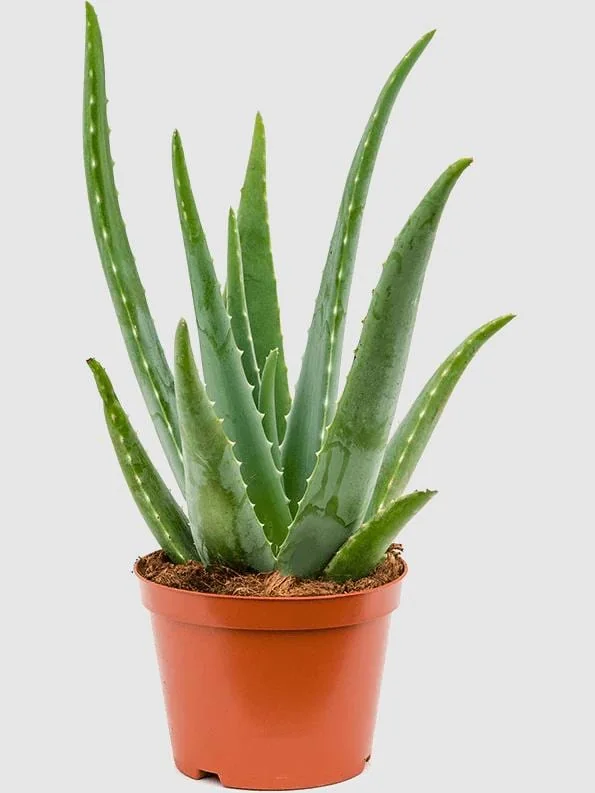 Aloe Vera Live Plant – Indoor Succulent – 4 Inch Potted – Low Maintenance - Image 1